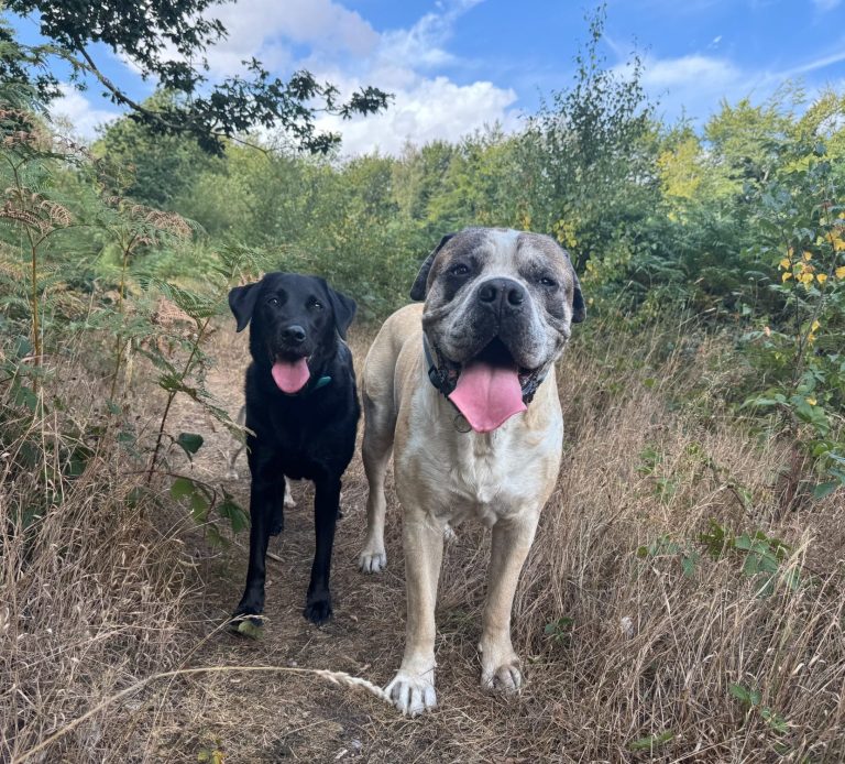 Two dogs, a black labrador and a light brown mastiff, stand on a grassy path in nature.