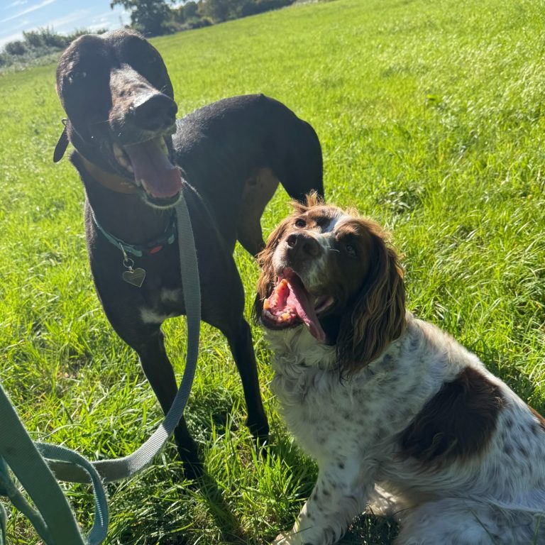 Two dogs, one black and the other brown and white, sit happily in a grassy field.